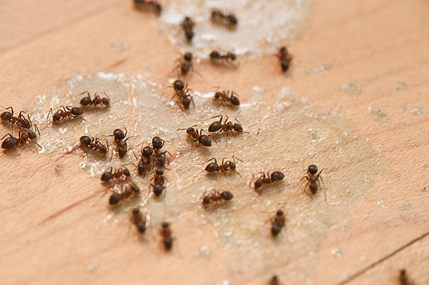 Best Commercial Pest Control Services  in Carroll, IA